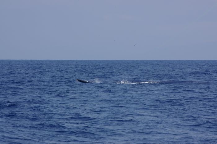 gal/Offshore/IMGP5617.jpg