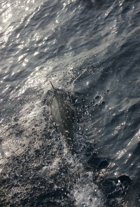 gal/Offshore/IMGP6092.jpg